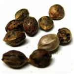 Семена марихуаны АК-47  (Seeds AK-47) в Нестеровской